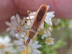 Zelus cervicalis by (c) Sam Kieschnick, some rights reserved (CC BY), uploaded by Sam Kieschnick. Used under a CC-BY license.