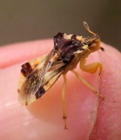 Phymata americana by no rights reserved, uploaded by Steve Wells. Used under a CC0 license.