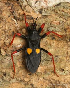 Reduviinae by (c) Thilina Hettiarachchi, some rights reserved (CC BY), uploaded by Thilina Hettiarachchi. Used under a CC-BY license.