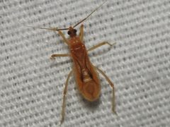 Oncerotrachelus pallidus by (c) Sam Kieschnick, some rights reserved (CC BY), uploaded by Sam Kieschnick. Used under a CC-BY license.