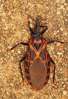 Triatoma lecticularia by (c) Judy Gallagher, some rights reserved (CC BY). Used under a CC-BY license.