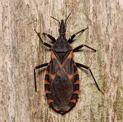 Triatoma sanguisuga by (c) Justin Williams, some rights reserved (CC BY), uploaded by Justin Williams. Used under a CC-BY license.