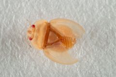 Thaumastocoridae by (c) Bruno de Medeiros, some rights reserved (CC BY), uploaded by Bruno de Medeiros. Used under a CC-BY license.