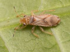 Thaumastocoridae by no rights reserved, uploaded by Jesse Rorabaugh. Used under a CC0 license.