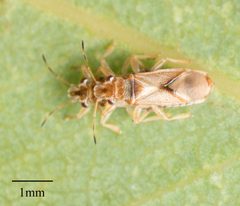 Thaumastocoridae by no rights reserved, uploaded by Jesse Rorabaugh. Used under a CC0 license.