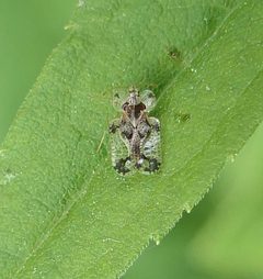Corythucha heidemanni by (c) christine123, some rights reserved (CC BY), uploaded by christine123. Used under a CC-BY license.