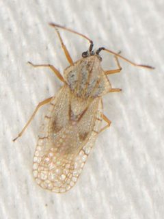 Gargaphia arizonica by (c) Elliott Gordon, some rights reserved (CC BY), uploaded by Elliott Gordon. Used under a CC-BY license.