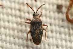 Leptoypha minor by (c) Trevor Van Loon, some rights reserved (CC BY), uploaded by Trevor Van Loon. Used under a CC-BY license.