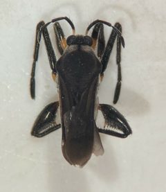 Rhagovelia ignota by (c) Matthew Pintar, some rights reserved (CC BY), uploaded by Matthew Pintar. Used under a CC-BY license.
