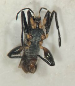 Rhagovelia ignota by (c) Matthew Pintar, some rights reserved (CC BY), uploaded by Matthew Pintar. Used under a CC-BY license.