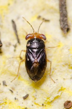 Geocoris scudderi by (c) Justin Williams, some rights reserved (CC BY), uploaded by Justin Williams. Used under a CC-BY license.