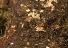 Leptopodidae by (c) portioid, some rights reserved (CC BY), uploaded by portioid. Used under a CC-BY license.