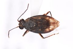Macrosaldula monae by (c) Chris Ratzlaff, some rights reserved (CC BY), uploaded by Chris Ratzlaff. Used under a CC-BY license.