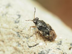 Micracanthia by (c) Katja Schulz, some rights reserved (CC BY), uploaded by Katja Schulz. Used under a CC-BY license.