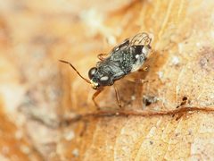 Micracanthia by (c) Katja Schulz, some rights reserved (CC BY), uploaded by Katja Schulz. Used under a CC-BY license.
