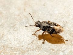 Micracanthia by (c) Zachary Dankowicz, some rights reserved (CC BY), uploaded by Zachary Dankowicz. Used under a CC-BY license.