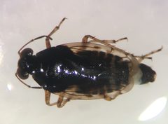 Saldula lomata by (c) Matthew Pintar, some rights reserved (CC BY), uploaded by Matthew Pintar. Used under a CC-BY license.