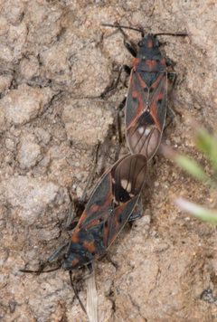 Lygaeus truculentus by (c) Don Loarie, some rights reserved (CC BY), uploaded by Don Loarie. Used under a CC-BY license.