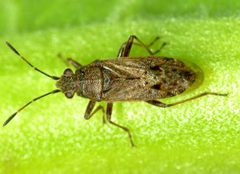 Orsillinae by (c) Steve Kerr, some rights reserved (CC BY), uploaded by Steve Kerr. Used under a CC-BY license.