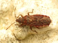 Orsillinae by (c) Katja Schulz, some rights reserved (CC BY). Used under a CC-BY license.