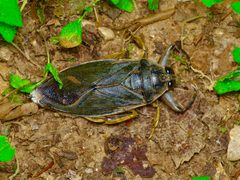 Lethocerus medius by (c) Michelle W. （鍾偉瑋）, some rights reserved (CC BY), uploaded by Michelle W. （鍾偉瑋）. Used under a CC-BY license.