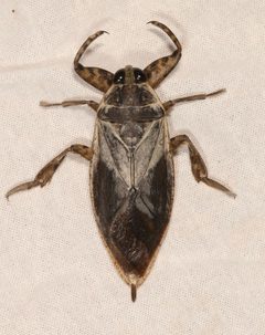 Lethocerus medius by (c) Laura Gaudette, some rights reserved (CC BY), uploaded by Laura Gaudette. Used under a CC-BY license.