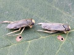 Cenocorixa dakotensis by (c) Doug Macaulay, some rights reserved (CC BY), uploaded by Doug Macaulay. Used under a CC-BY license.