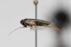 Corisella inscripta by (c) Kalvin Chan, some rights reserved (CC BY), uploaded by Kalvin Chan. Used under a CC-BY license.