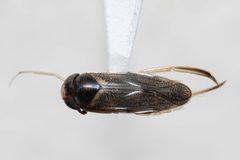 Corisella inscripta by (c) Kalvin Chan, some rights reserved (CC BY), uploaded by Kalvin Chan. Used under a CC-BY license.