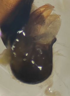Hesperocorixa michiganensis by (c) Matthew Pintar, some rights reserved (CC BY), uploaded by Matthew Pintar. Used under a CC-BY license.