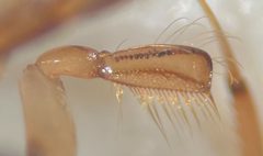Hesperocorixa michiganensis by (c) Matthew Pintar, some rights reserved (CC BY), uploaded by Matthew Pintar. Used under a CC-BY license.