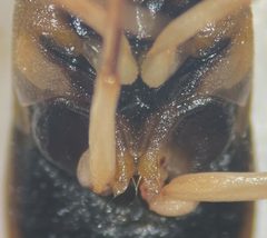 Hesperocorixa michiganensis by (c) Matthew Pintar, some rights reserved (CC BY), uploaded by Matthew Pintar. Used under a CC-BY license.