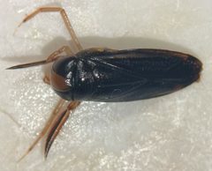 Hesperocorixa michiganensis by (c) Matthew Pintar, some rights reserved (CC BY), uploaded by Matthew Pintar. Used under a CC-BY license.