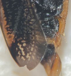 Hesperocorixa michiganensis by (c) Matthew Pintar, some rights reserved (CC BY), uploaded by Matthew Pintar. Used under a CC-BY license.