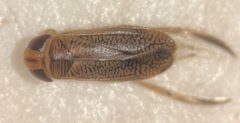 Trichocorixa arizonensis by (c) Matthew Pintar, some rights reserved (CC BY), uploaded by Matthew Pintar. Used under a CC-BY license.