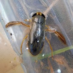 Corixinae by (c) Barry Walter, some rights reserved (CC BY), uploaded by Barry Walter. Used under a CC-BY license.