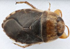 Pelocoris biimpressus shoshone by (c) Matthew Pintar, some rights reserved (CC BY), uploaded by Matthew Pintar. Used under a CC-BY license.
