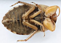 Pelocoris biimpressus shoshone by (c) Matthew Pintar, some rights reserved (CC BY), uploaded by Matthew Pintar. Used under a CC-BY license.