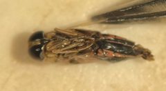 Buenoa platycnemis by (c) Matthew Pintar, some rights reserved (CC BY), uploaded by Matthew Pintar. Used under a CC-BY license.
