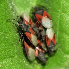 Oxycarenus by (c) Katja Schulz, some rights reserved (CC BY). Used under a CC-BY license.