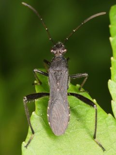 Alydus eurinus by (c) skitterbug, some rights reserved (CC BY), uploaded by skitterbug. Used under a CC-BY license.