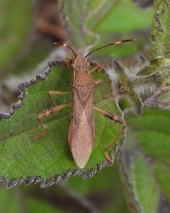 Burtinus notatipennis by (c) Grete Pasch, some rights reserved (CC BY), uploaded by Grete Pasch. Used under a CC-BY license.