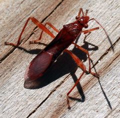 Burtinus notatipennis by (c) Catherine C. Galley, some rights reserved (CC BY), uploaded by Catherine C. Galley. Used under a CC-BY license.