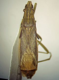 Darmistus subvittatus by (c) Konstantin Grebennikov, some rights reserved (CC BY), uploaded by Konstantin Grebennikov. Used under a CC-BY license.