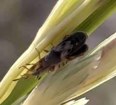 Blissus arenarius by (c) Arturo Santos, some rights reserved (CC BY), uploaded by Arturo Santos. Used under a CC-BY license.