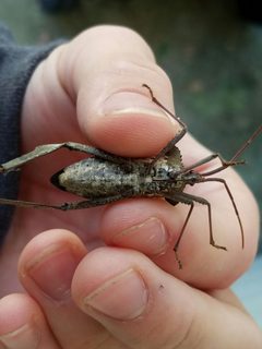 Acanthocephala declivis by (c) Tyler Bishop, some rights reserved (CC BY), uploaded by Tyler Bishop. Used under a CC-BY license.