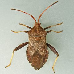 Euthochtha galeator by (c) Bill Keim, some rights reserved (CC BY). Used under a CC-BY license.
