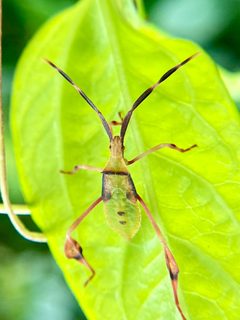 Chondrocera by (c) Sandra H Statner, some rights reserved (CC BY), uploaded by Sandra H Statner. Used under a CC-BY license.