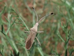 Chariesterus antennator by (c) Annika Lindqvist, some rights reserved (CC BY). Used under a CC-BY license.
