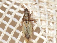 Cymus angustatus by (c) Sam Kieschnick, some rights reserved (CC BY), uploaded by Sam Kieschnick. Used under a CC-BY license.